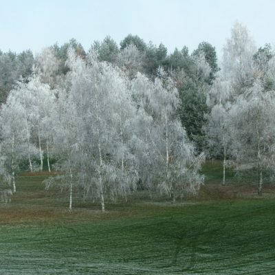 Ivje na golfu_Justin Zorko - 3. nagrada