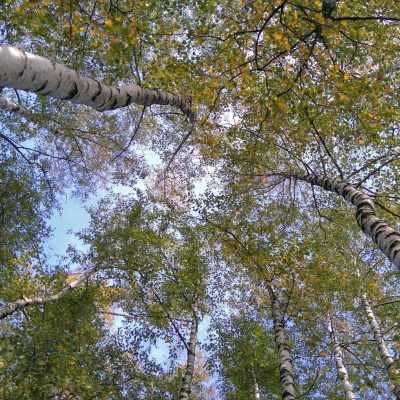 Anica Šolar - Breze jeseni, diploma