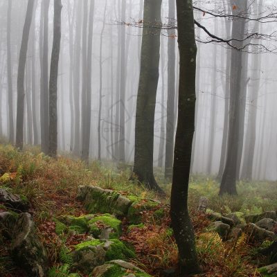 Drago Vogrinec - V gozdu, diploma