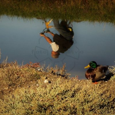 Benjamin Vrankar - Navidezna sopotnika - diploma
