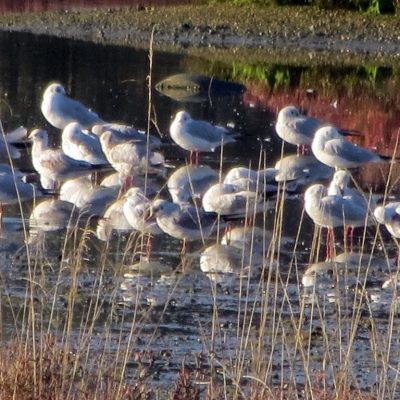 Anica-Šolar-Škocjanski-zatok