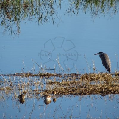 Ljubo-Kozic-Meditiranje