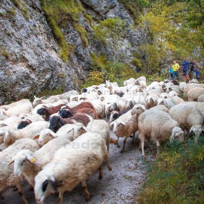 D-Jasim-Suljanovic-Na-poti-dogodki-17