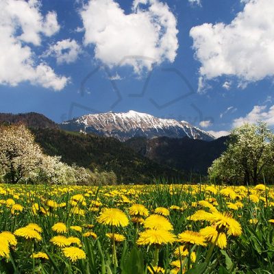 Pomlad pod Begunjščico