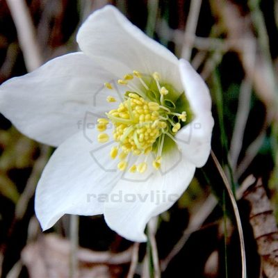 Petra Grimani -Pomladna